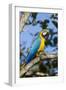 Green Macaw, Costa Rica-null-Framed Photographic Print