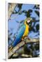 Green Macaw, Costa Rica-null-Framed Photographic Print