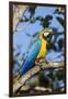 Green Macaw, Costa Rica-null-Framed Photographic Print