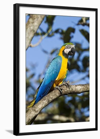 Green Macaw, Costa Rica-null-Framed Photographic Print