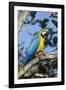 Green Macaw, Costa Rica-null-Framed Photographic Print