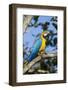 Green Macaw, Costa Rica-null-Framed Photographic Print