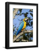 Green Macaw, Costa Rica-null-Framed Photographic Print