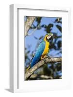 Green Macaw, Costa Rica-null-Framed Photographic Print