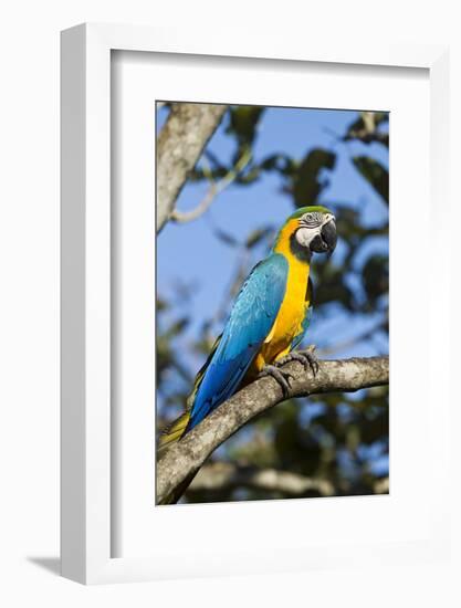 Green Macaw, Costa Rica-null-Framed Photographic Print