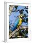 Green Macaw, Costa Rica-null-Framed Photographic Print