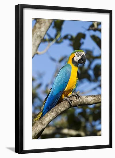 Green Macaw, Costa Rica-null-Framed Photographic Print