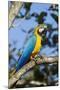 Green Macaw, Costa Rica-null-Mounted Photographic Print