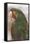 Green Macaw-null-Framed Stretched Canvas