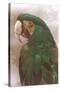 Green Macaw-null-Stretched Canvas