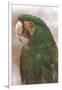 Green Macaw-null-Framed Art Print