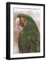 Green Macaw-null-Framed Art Print