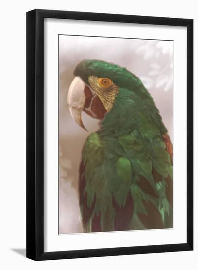 Green Macaw-null-Framed Art Print