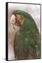 Green Macaw-null-Framed Stretched Canvas