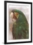 Green Macaw-null-Framed Art Print