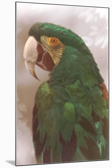 Green Macaw-null-Mounted Art Print