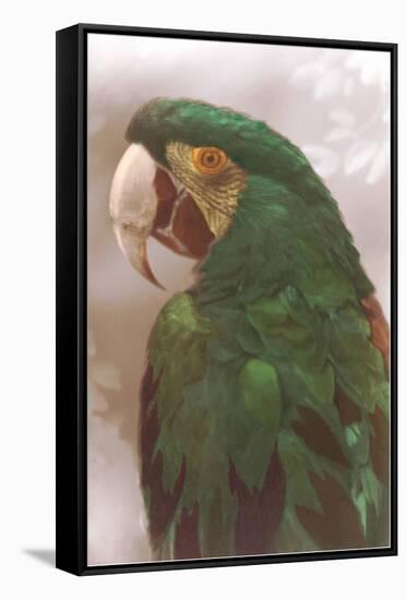 Green Macaw-null-Framed Stretched Canvas