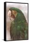 Green Macaw-null-Framed Stretched Canvas