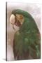 Green Macaw-null-Stretched Canvas