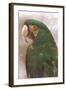 Green Macaw-null-Framed Art Print