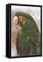 Green Macaw-null-Framed Stretched Canvas