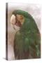 Green Macaw-null-Stretched Canvas