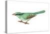 Green Magpie (Cissa Chinensis), Birds-Encyclopaedia Britannica-Stretched Canvas