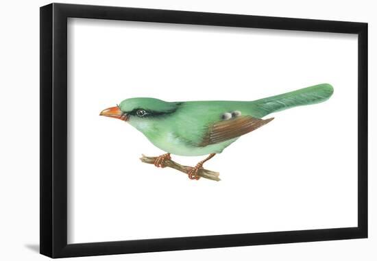 Green Magpie (Cissa Chinensis), Birds-Encyclopaedia Britannica-Framed Poster