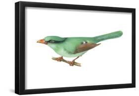 Green Magpie (Cissa Chinensis), Birds-Encyclopaedia Britannica-Framed Poster