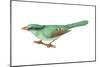 Green Magpie (Cissa Chinensis), Birds-Encyclopaedia Britannica-Mounted Poster