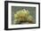 Green Melibe-Hal Beral-Framed Premium Photographic Print