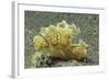 Green Melibe-Hal Beral-Framed Photographic Print