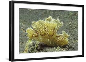 Green Melibe-Hal Beral-Framed Photographic Print