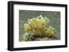 Green Melibe-Hal Beral-Framed Photographic Print