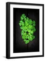 Green Moment-Philippe Sainte-Laudy-Framed Photographic Print