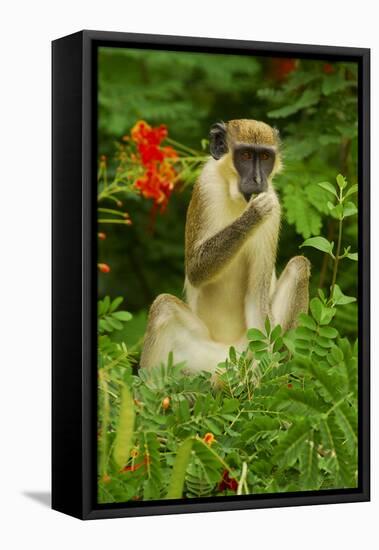 Green Monkey (Cercopithecus Aethiops Sabaeus) in Niokolo Koba National Park-Enrique Lopez-Tapia-Framed Stretched Canvas