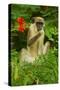 Green Monkey (Cercopithecus Aethiops Sabaeus) in Niokolo Koba National Park-Enrique Lopez-Tapia-Stretched Canvas