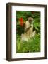 Green Monkey (Cercopithecus Aethiops Sabaeus) in Niokolo Koba National Park-Enrique Lopez-Tapia-Framed Photographic Print