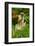 Green Monkey (Cercopithecus Aethiops Sabaeus) in Niokolo Koba National Park-Enrique Lopez-Tapia-Framed Photographic Print