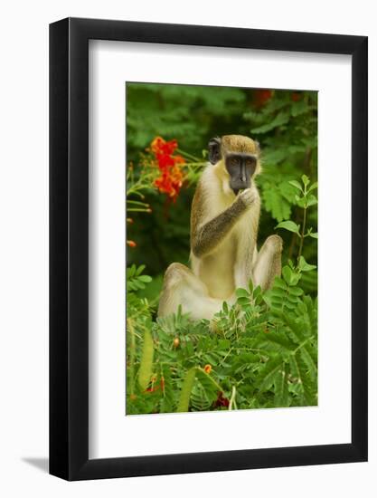 Green Monkey (Cercopithecus Aethiops Sabaeus) in Niokolo Koba National Park-Enrique Lopez-Tapia-Framed Photographic Print