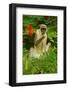 Green Monkey (Cercopithecus Aethiops Sabaeus) in Niokolo Koba National Park-Enrique Lopez-Tapia-Framed Photographic Print