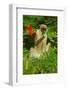 Green Monkey (Cercopithecus Aethiops Sabaeus) in Niokolo Koba National Park-Enrique Lopez-Tapia-Framed Photographic Print