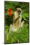 Green Monkey (Cercopithecus Aethiops Sabaeus) in Niokolo Koba National Park-Enrique Lopez-Tapia-Mounted Photographic Print