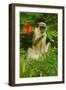Green Monkey (Cercopithecus Aethiops Sabaeus) in Niokolo Koba National Park-Enrique Lopez-Tapia-Framed Photographic Print