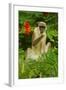 Green Monkey (Cercopithecus Aethiops Sabaeus) in Niokolo Koba National Park-Enrique Lopez-Tapia-Framed Photographic Print