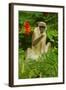 Green Monkey (Cercopithecus Aethiops Sabaeus) in Niokolo Koba National Park-Enrique Lopez-Tapia-Framed Photographic Print