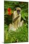 Green Monkey (Cercopithecus Aethiops Sabaeus) in Niokolo Koba National Park-Enrique Lopez-Tapia-Mounted Photographic Print