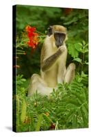 Green Monkey (Cercopithecus Aethiops Sabaeus) in Niokolo Koba National Park-Enrique Lopez-Tapia-Stretched Canvas