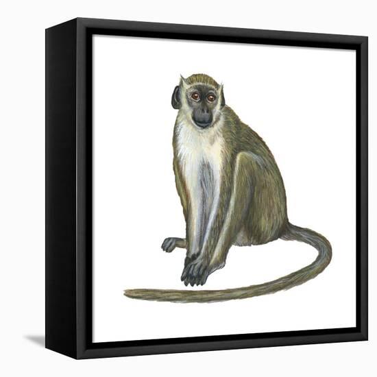 Green Monkey (Cercopithecus Sabaeus), Mammals-Encyclopaedia Britannica-Framed Stretched Canvas