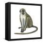 Green Monkey (Cercopithecus Sabaeus), Mammals-Encyclopaedia Britannica-Framed Stretched Canvas